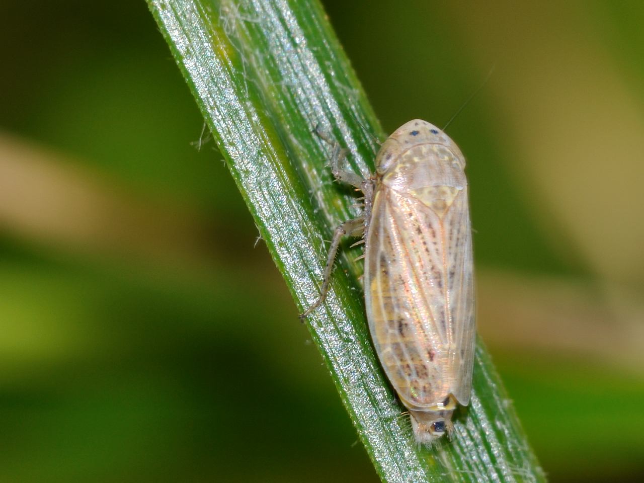 Cicalina da identificare......Euscelis sp. dall''Abruzzo